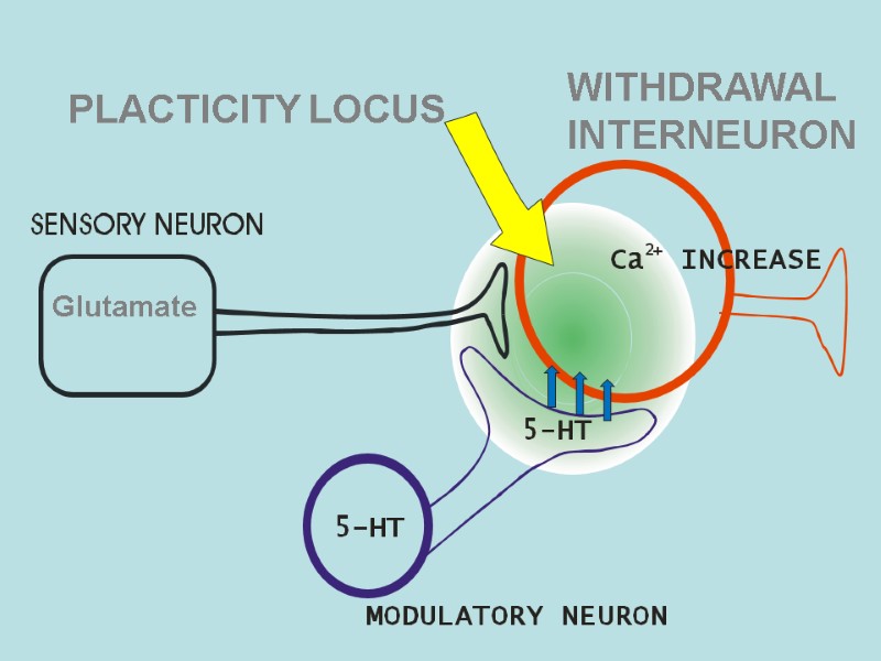 PLACTICITY LOCUS Glutamate WITHDRAWAL INTERNEURON
